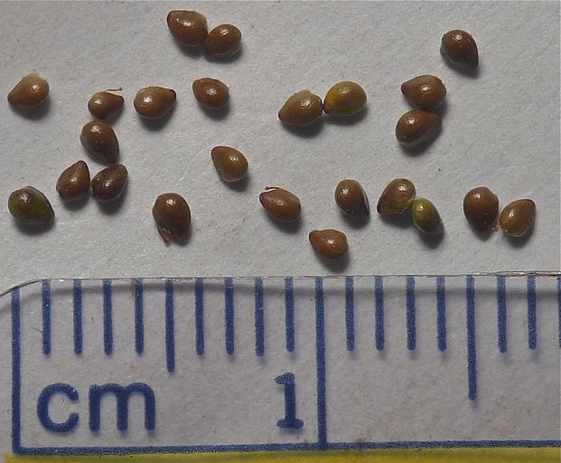Sibbaldia procumbens