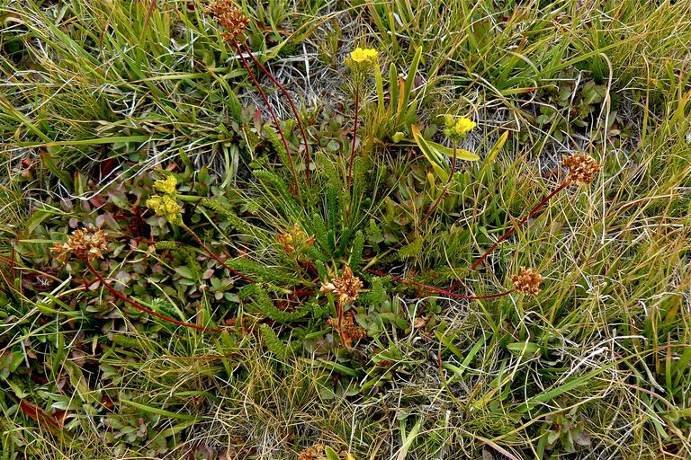 Ivesia lycopodioides