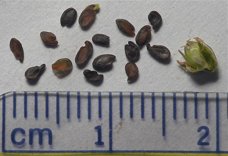 Eremogone kingii var. glabrescens