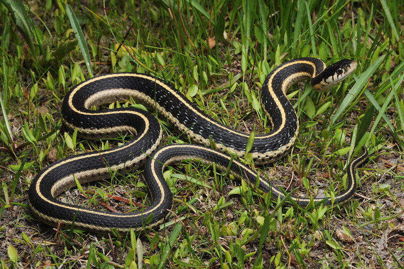 Змеи с полосками на спине. Thamnophis elegans. Подвязочная змея. Стройная подвязочная змея Thamnophis elegans. Змея подвязочная Юго Западная.