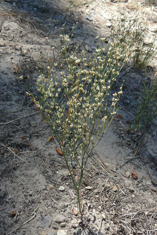 Eriogonum baileyi