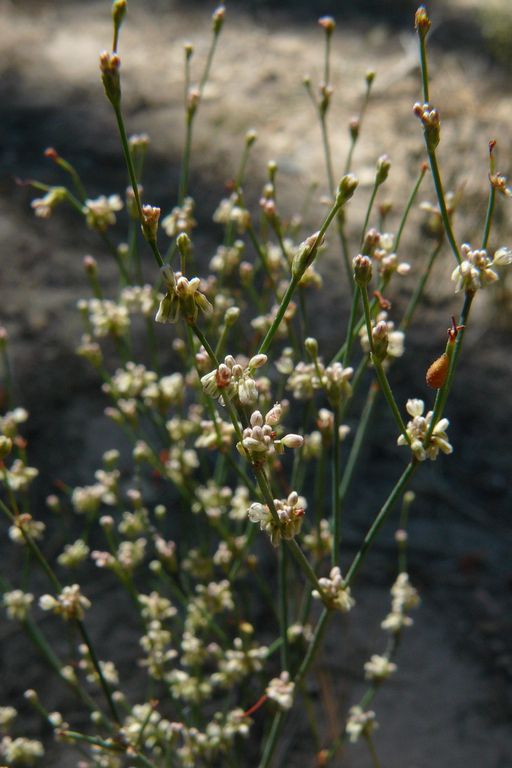 Eriogonum baileyi