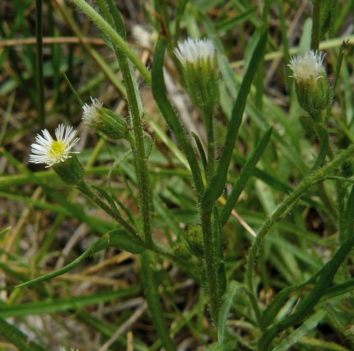 Erigeron lonchophyllus
