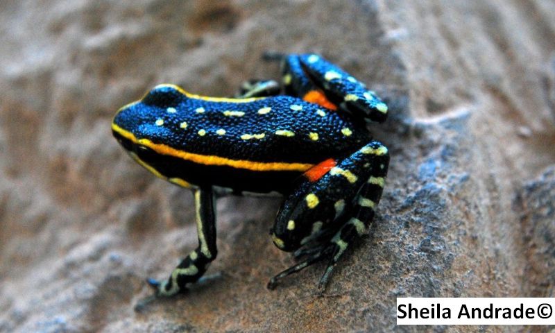 Ameerega flavopicta Ameerega flavopicta