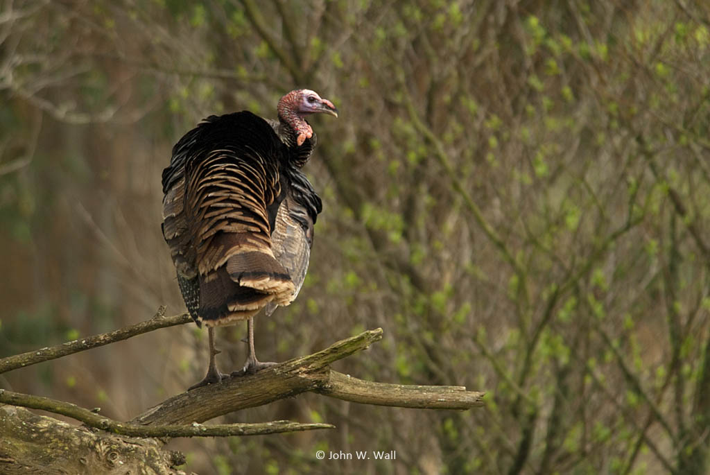 Meleagris gallopavo