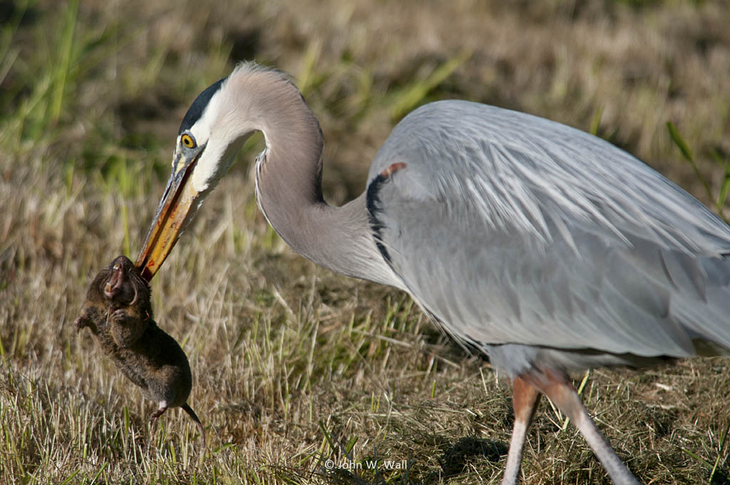 Ardea herodias