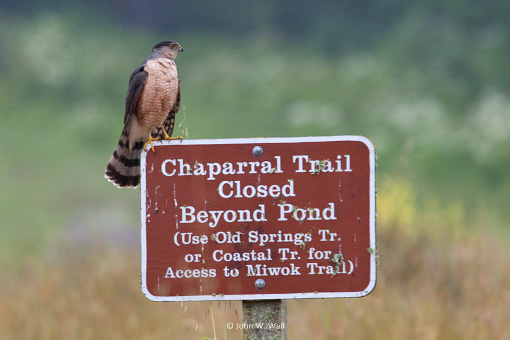 Accipiter cooperii Accipiter cooperii