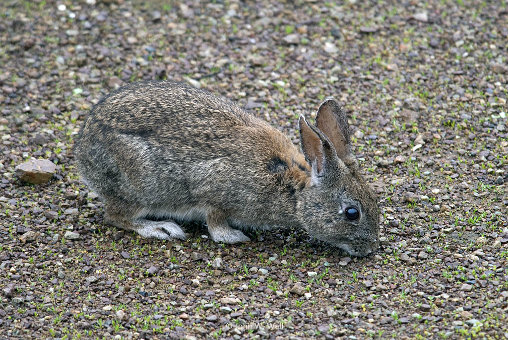 Sylvilagus bachmani Sylvilagus bachmani