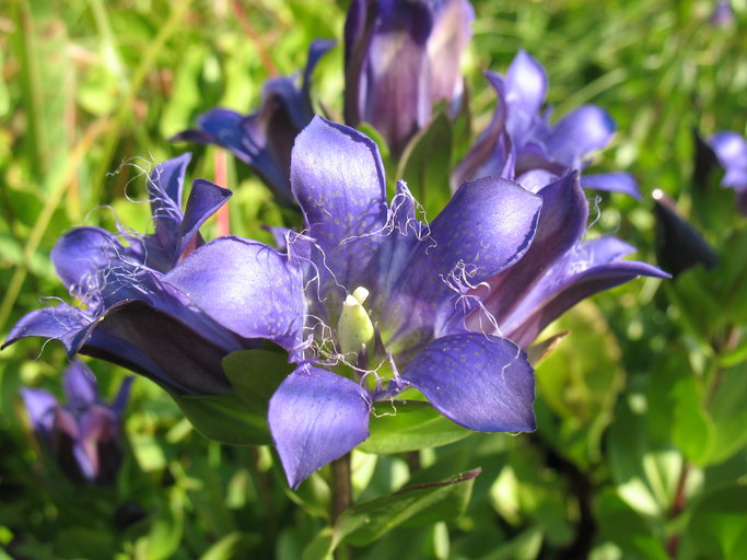 Gentiana plurisetosa