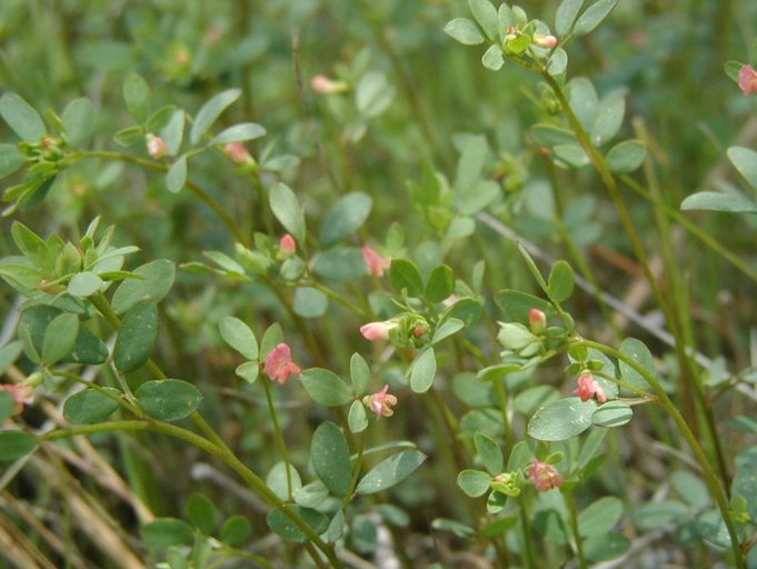 Acmispon parviflorus Acmispon parviflorus