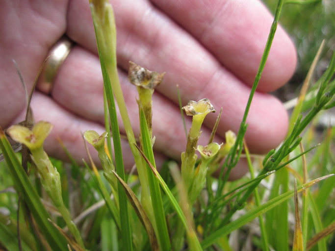 Gentiana fremontii