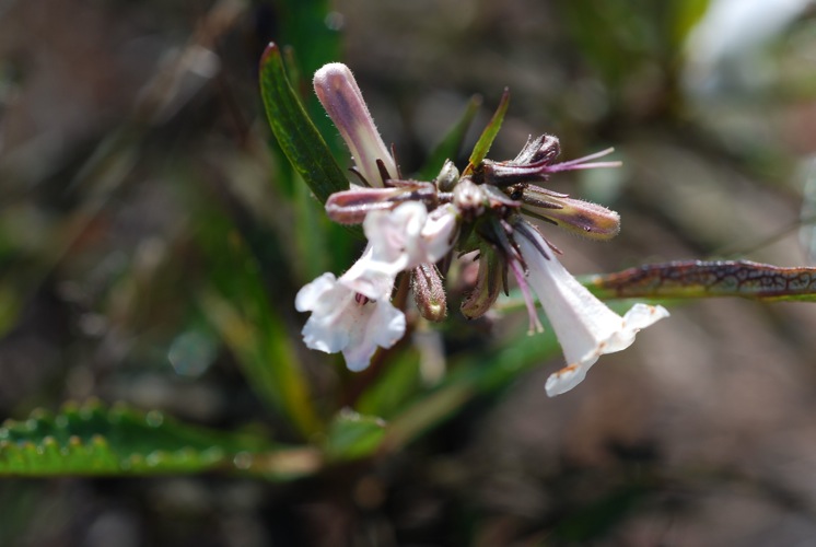 Eriodictyon californicum