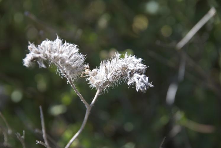 Phacelia hirtuosa