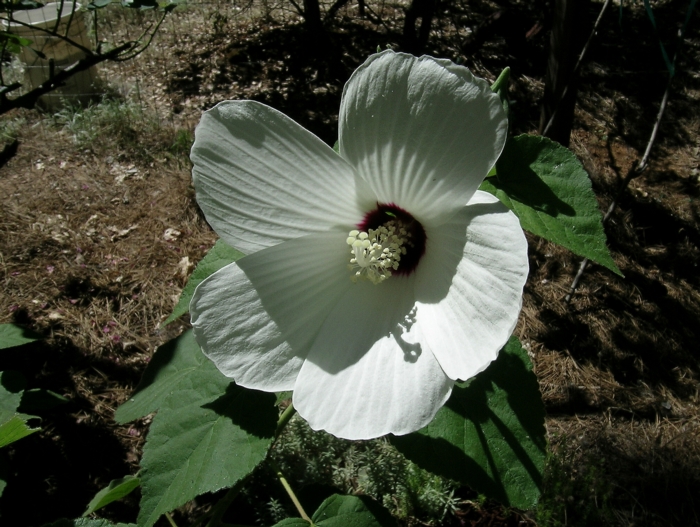 Hibiscus lasiocarpos var. occidentalis