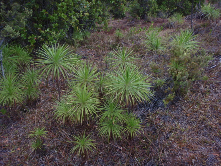 Wilkesia gymnoxiphium