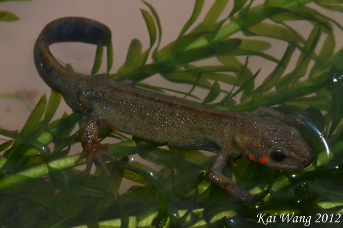 Cynops cyanurus chuxiongensis Cynops cyanurus chuxiongensis