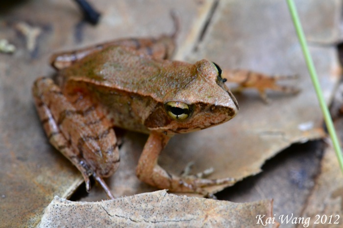 Rana chaochiaoensis Rana chaochiaoensis