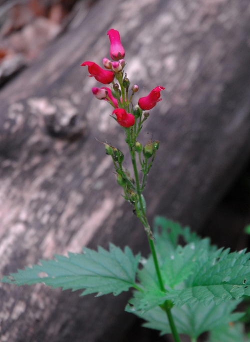 Scrophularia macrantha