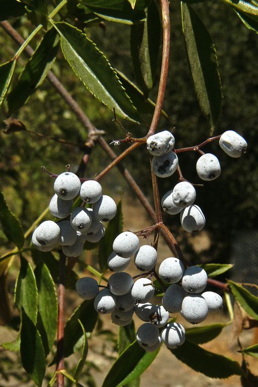 Sambucus mexicana