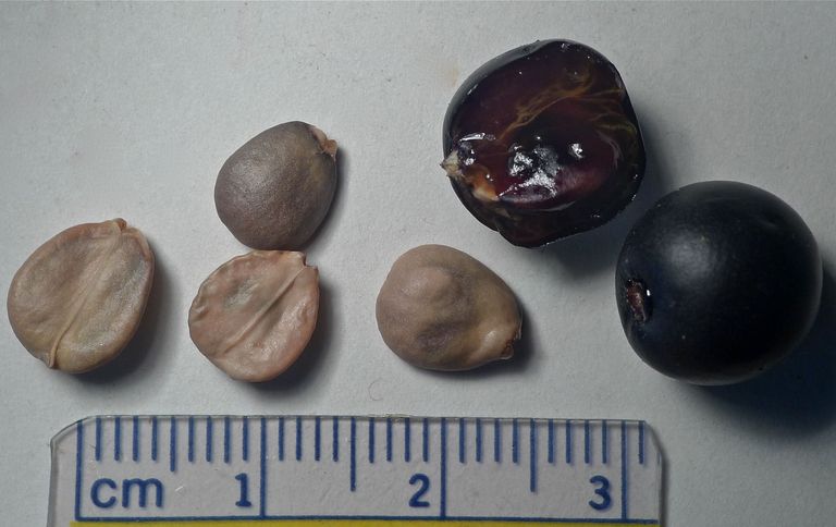 Frangula californica