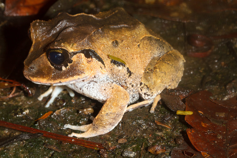 Craugastor megacephalus Craugastor megacephalus