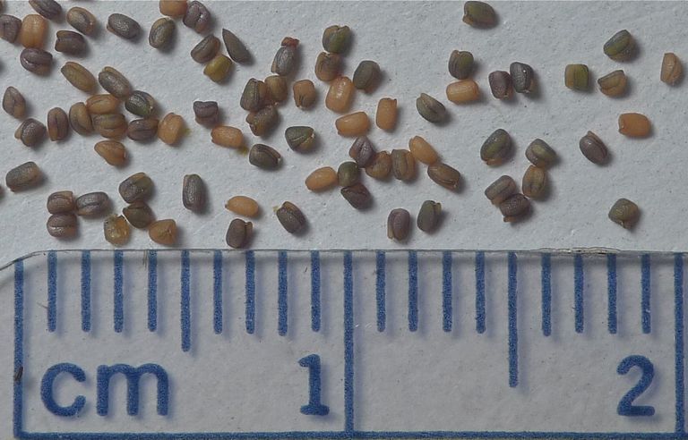 Sisymbrium altissimum