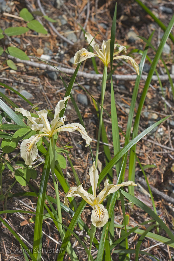 Iris bracteata