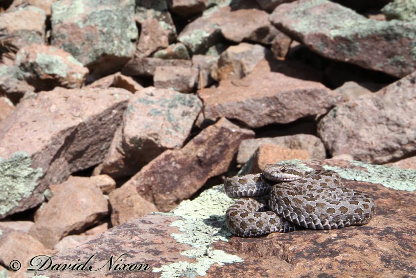 Crotalus pricei Crotalus pricei