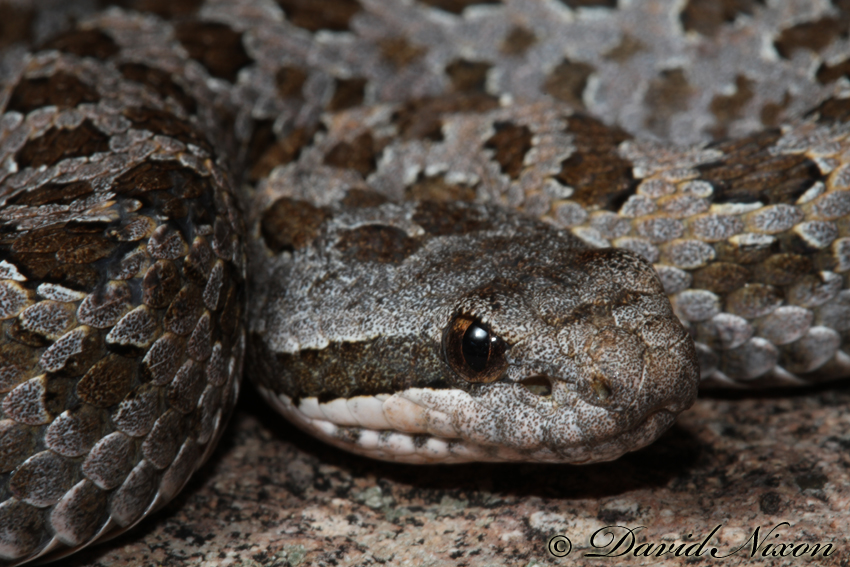 Crotalus pricei Crotalus pricei