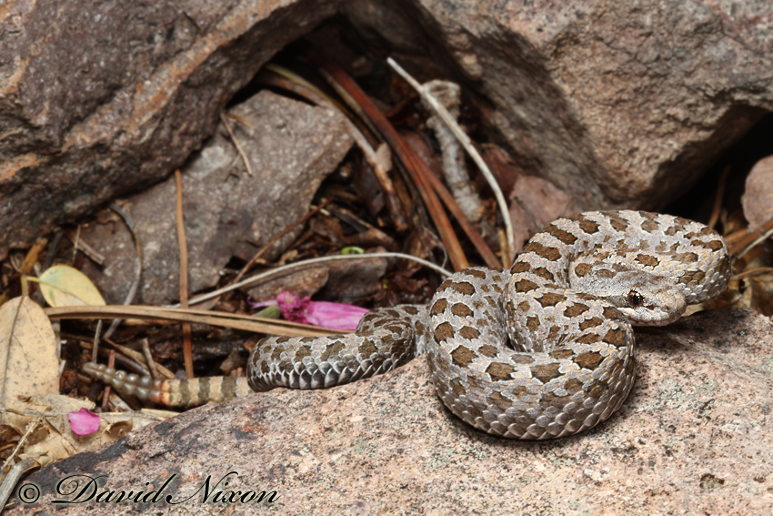 Crotalus pricei Crotalus pricei