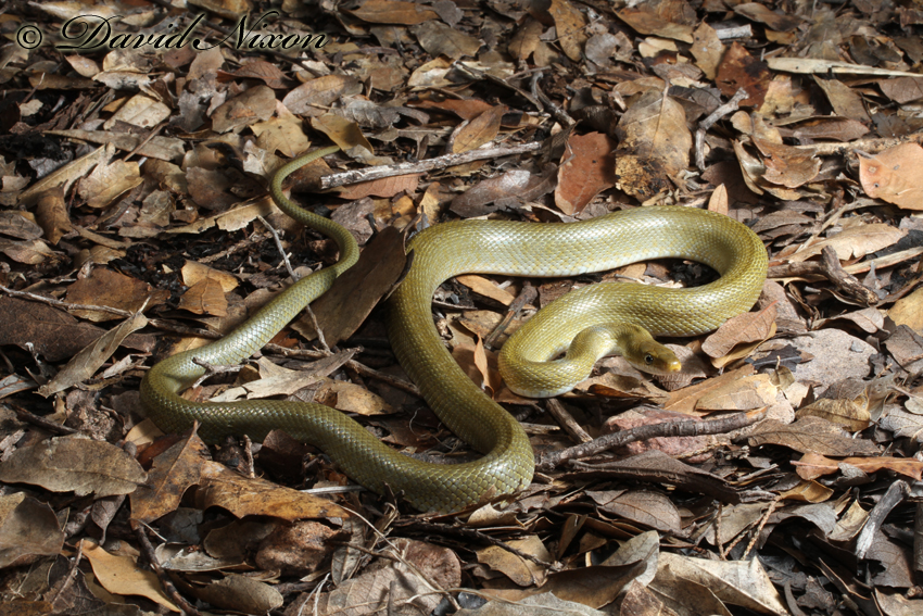Senticolis triaspis Senticolis triaspis