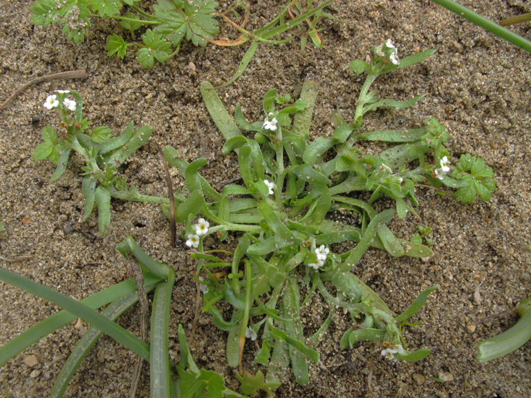Plagiobothrys reticulatus var. rossianorum