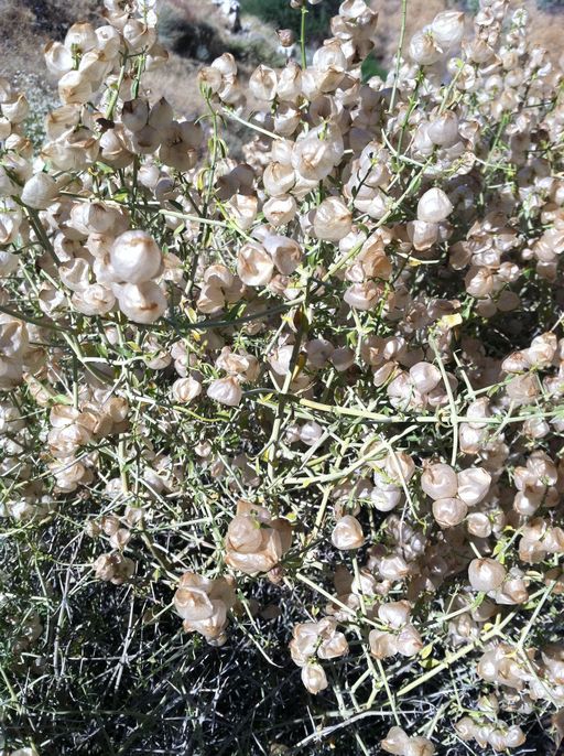 Scutellaria mexicana