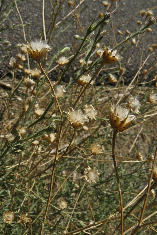 Centaurea stoebe ssp. micranthos