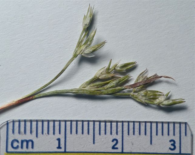 Juncus bufonius