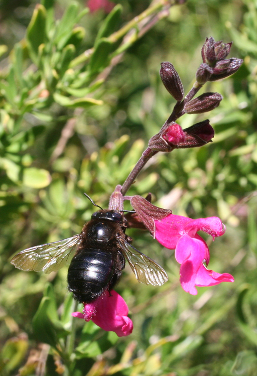Xylocopa californica Xylocopa californica