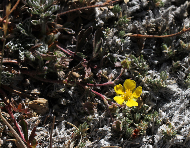 Potentilla morefieldii Potentilla morefieldii