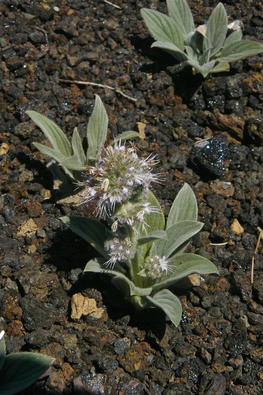 Phacelia hastata