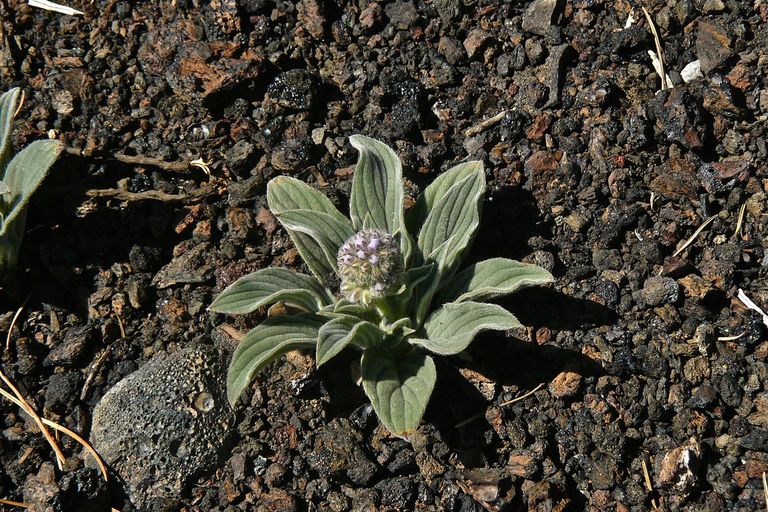 Phacelia hastata