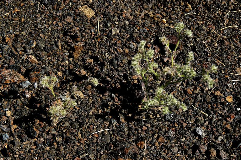 Cryptantha torreyana