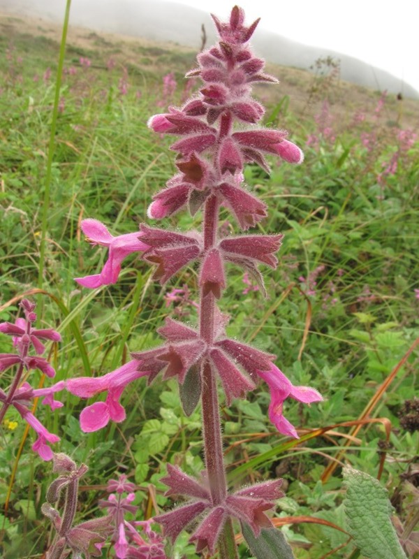 Stachys chamissonis Stachys chamissonis