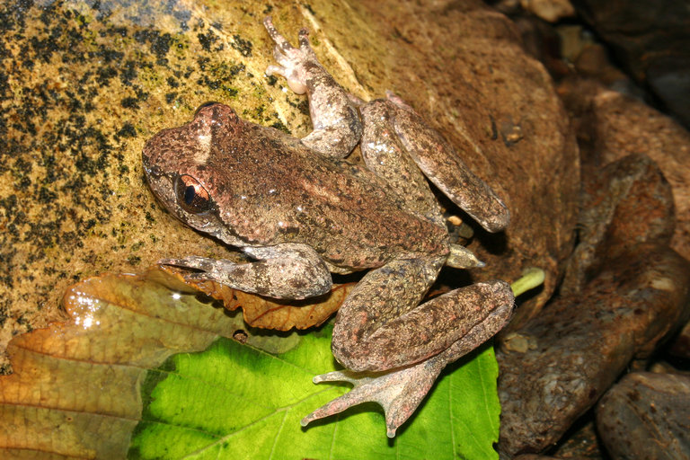 Tailed frog