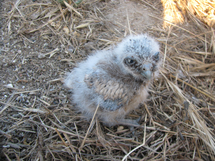 Athene cunicularia Athene cunicularia