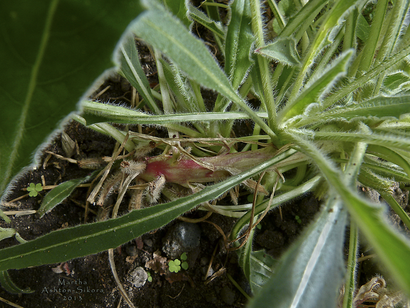 Oenothera cespitosa ssp. crinita
