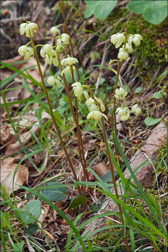 Pyrola chlorantha