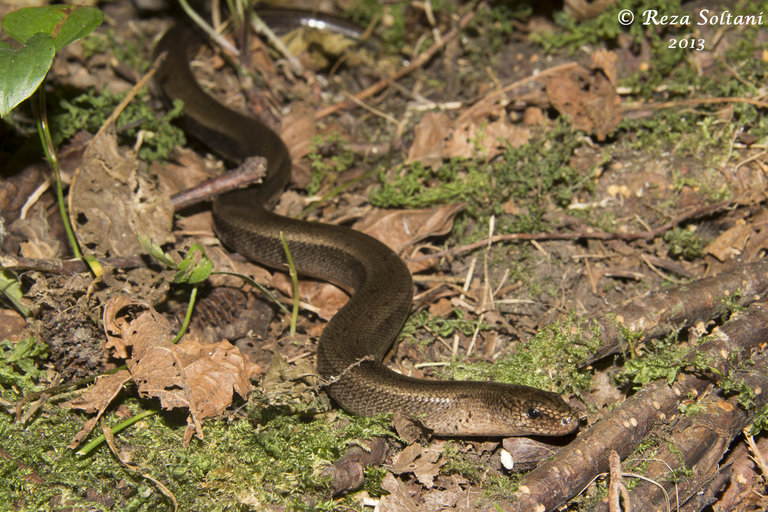 Anguis colchica Anguis colchica