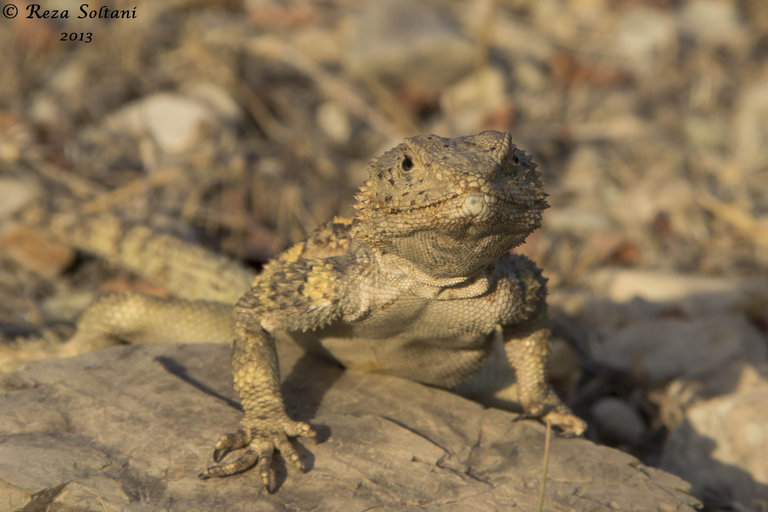 Paralaudakia erythrogaster