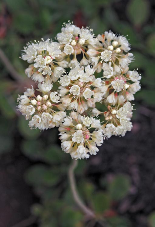 Eriogonum umbellatum ssp. majus