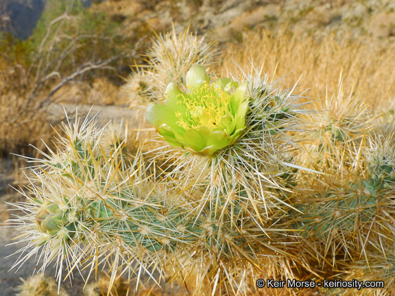 Cylindropuntia echinocarpa