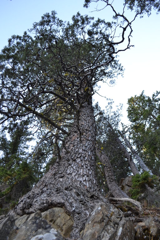 Hesperocyparis bakeri